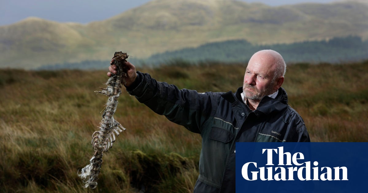 It was a wildlife conservation triumph, then got here the corpses – podcast | Rewilding It was a wildlife conservation triumph, then got here the corpses – podcast | Rewilding
