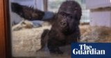 Child gorilla rescued from maintain of Turkish Airways airplane | Turkey