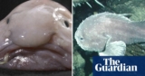 As soon as named world’s ugliest animal, blobfish wins New Zealand’s fish of the yr | New Zealand