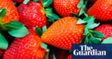 ‘Too large to slot in your mouth’: sunny spring delivers crop of ‘large’ UK strawberries | Meals & drink trade